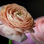 Ranunculus