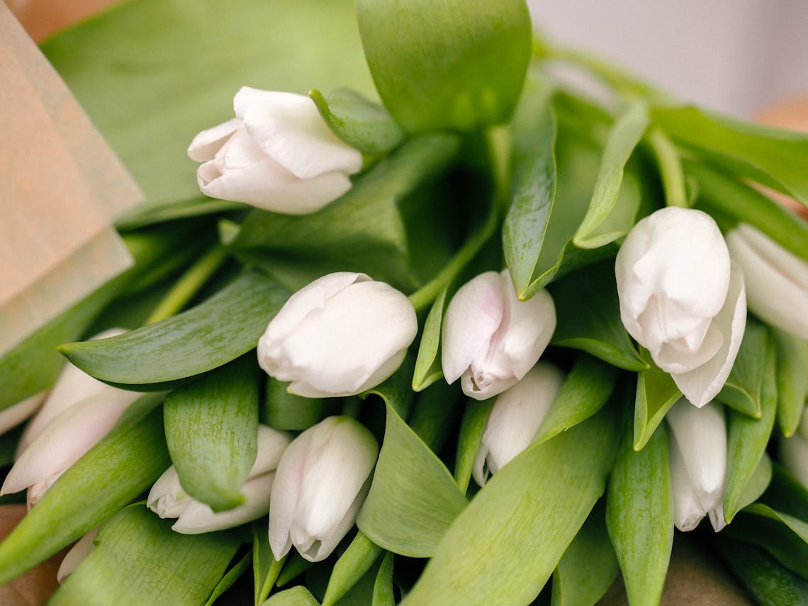 Beautiful close-up of fresh white tulip bouquet, captured artistically with green leaves.