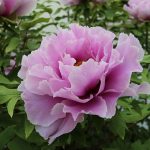 peony