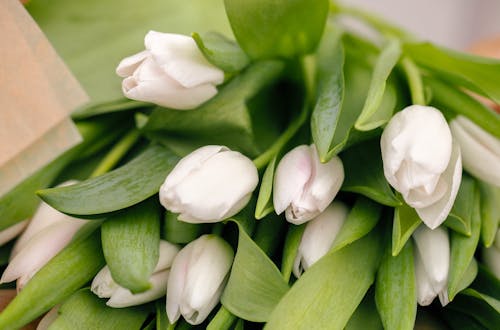Beautiful close-up of fresh white tulip bouquet, captured artistically with green leaves.