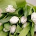 Beautiful close-up of fresh white tulip bouquet, captured artistically with green leaves.